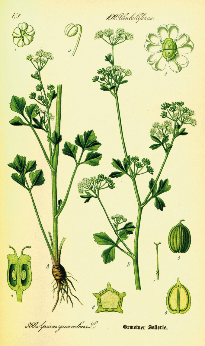Apium graveolens Apium graveolens
